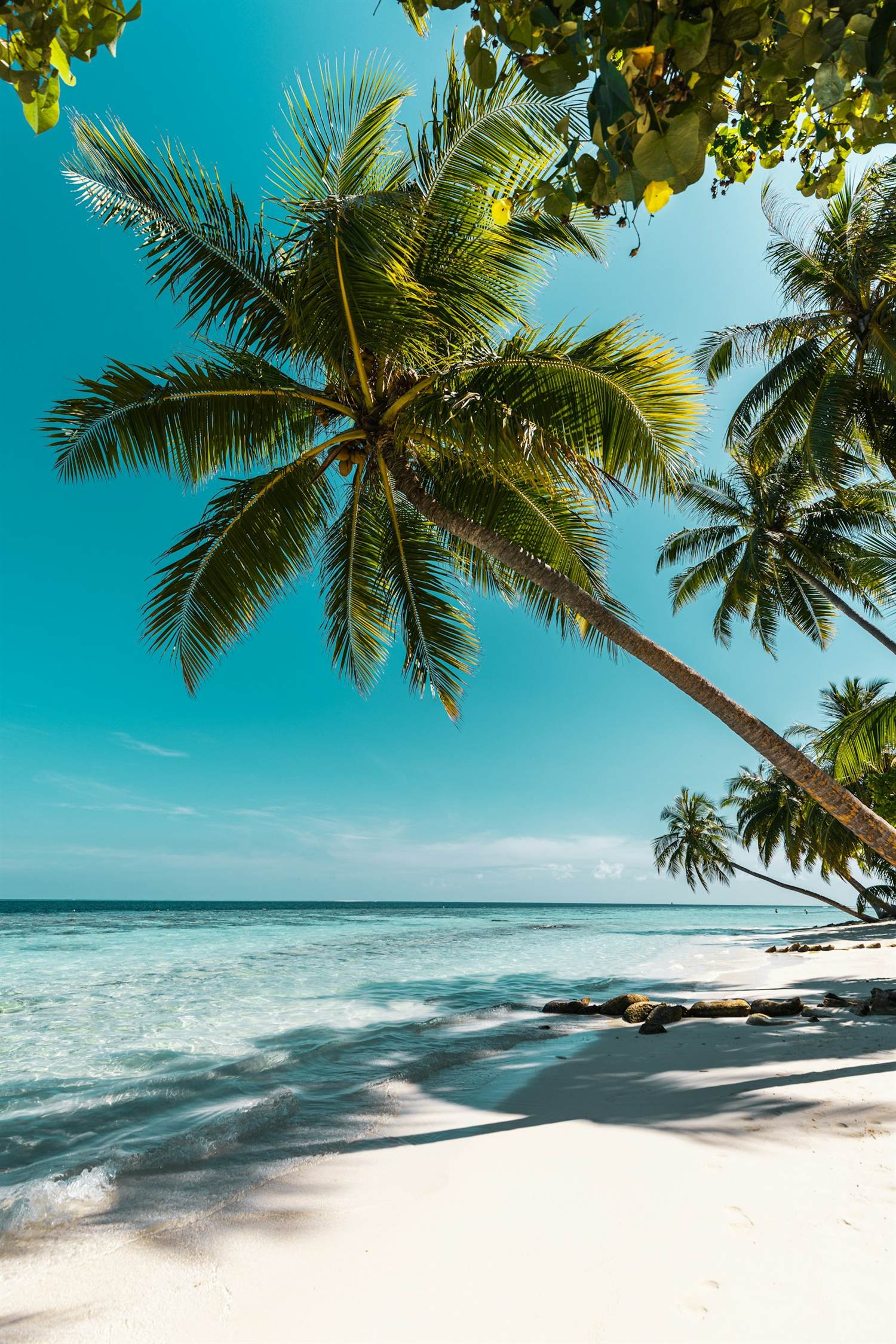 Palm trees over a beach with the ocean behind
