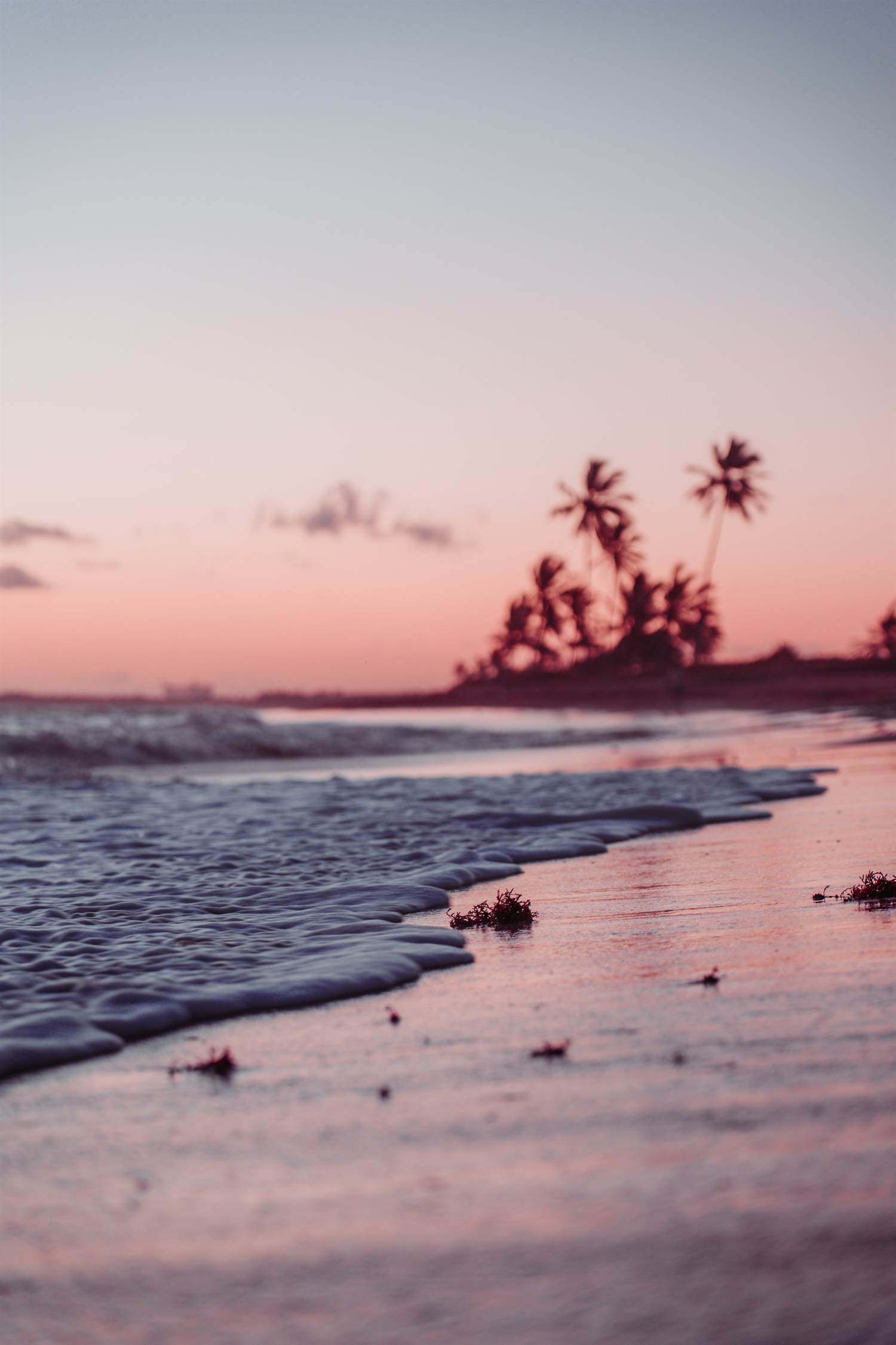 Waves rolling onto a beach with palm trees behind