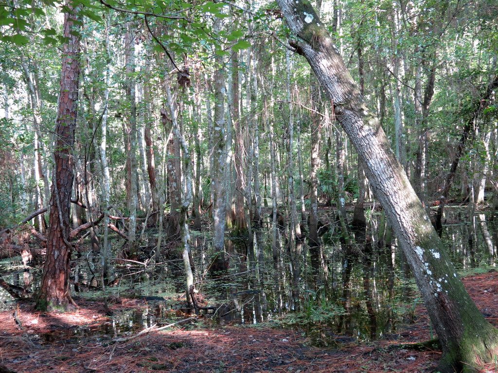Slender cypress and pine trunks standing in dark still water in a Central Florida swamp, with pine needles on the ground in the foreground