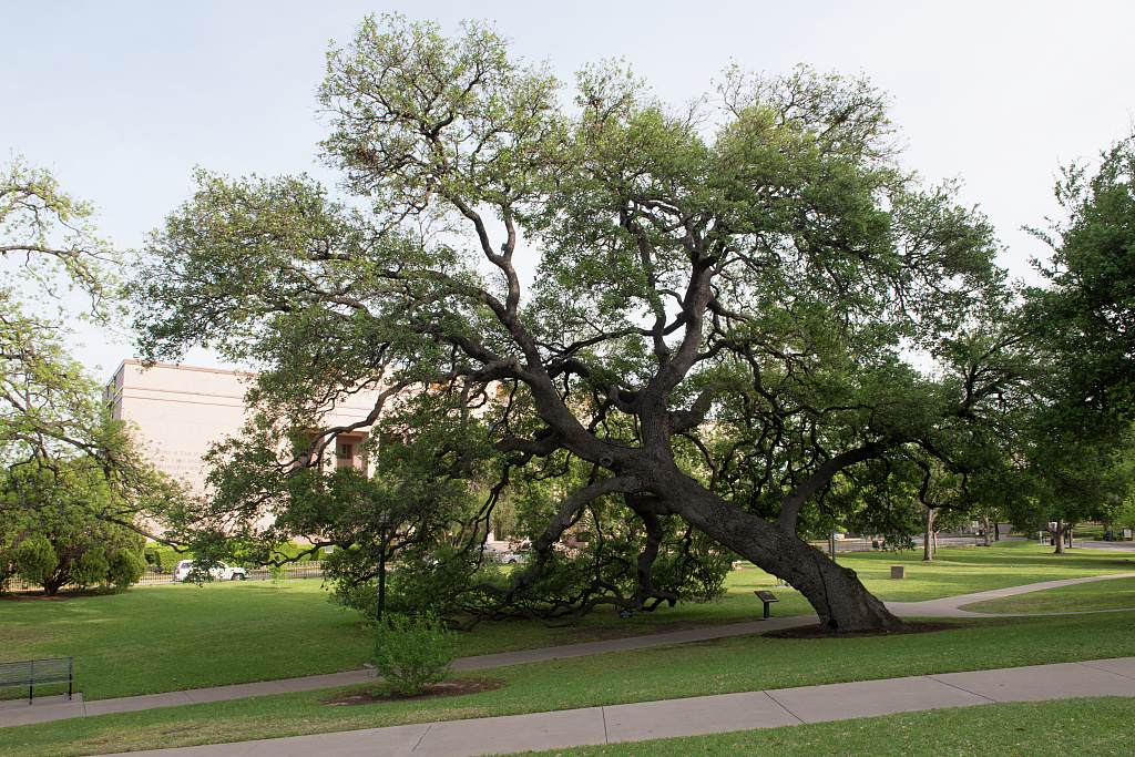 An old live oak tree on the grounds of the Texas Capitol