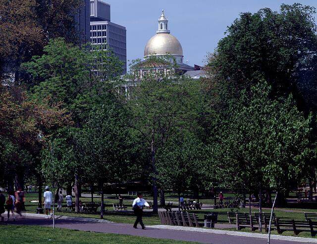 The gold dome of the Massachusetts State House rising above the trees of Boston Common