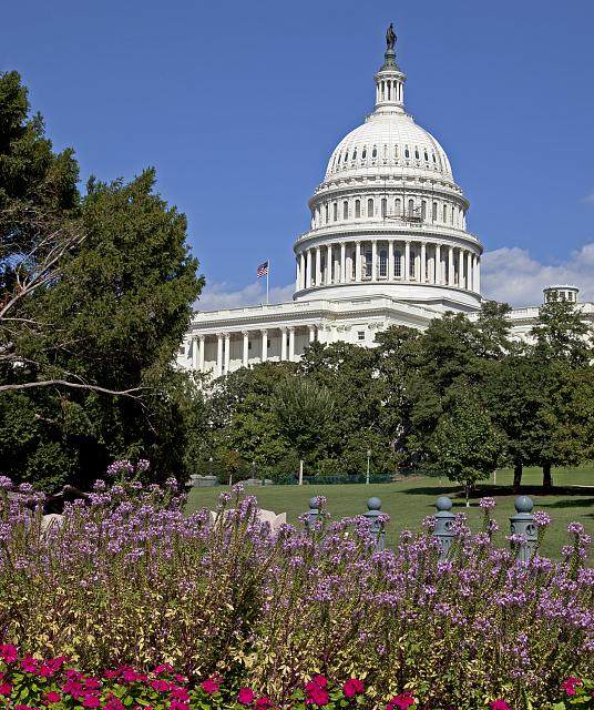 The U.S. Capitol building with flowers in the foreground, Washington, D.C.