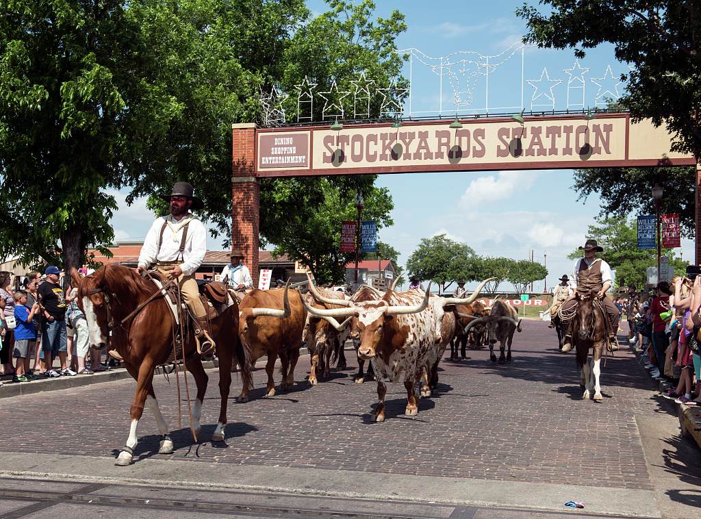 The twice-daily Texas longhorn cattle drive through the Fort Worth Stockyards