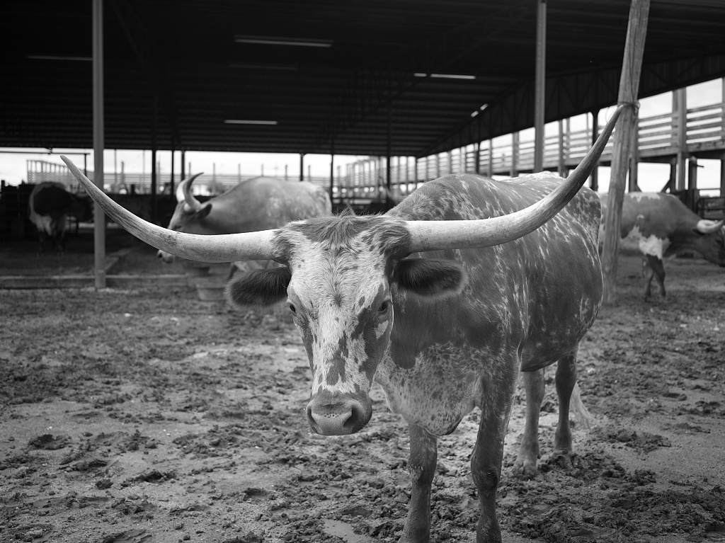A Texas Longhorn in its pen in the Fort Worth Stockyards district
