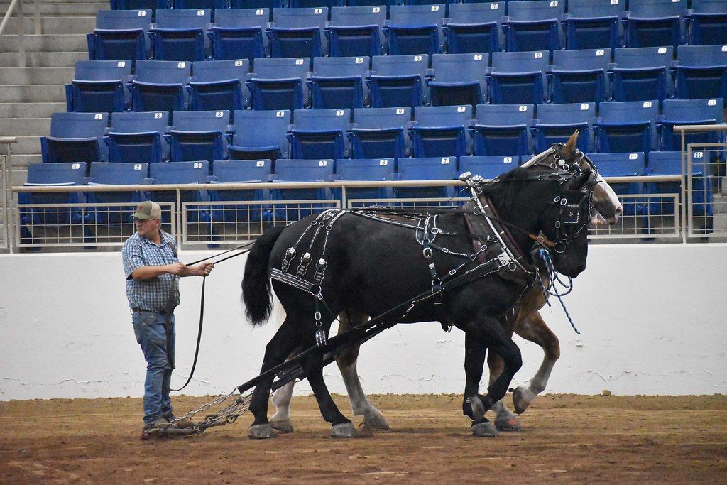 A team of draft horses in harness during a pull competition in a Farm Show Complex arena