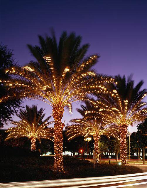 Palm trees wrapped in lights at night outside the Peabody Hotel on International Drive in Orlando