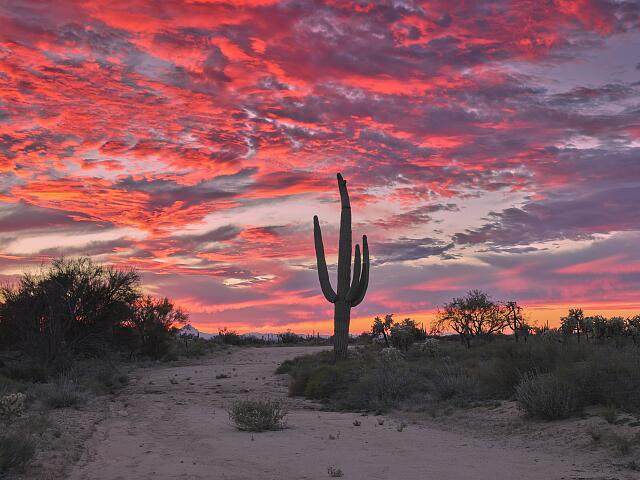 A saguaro cactus silhouetted against a vivid pink and orange sunset in the Sonoran Desert, Arizona