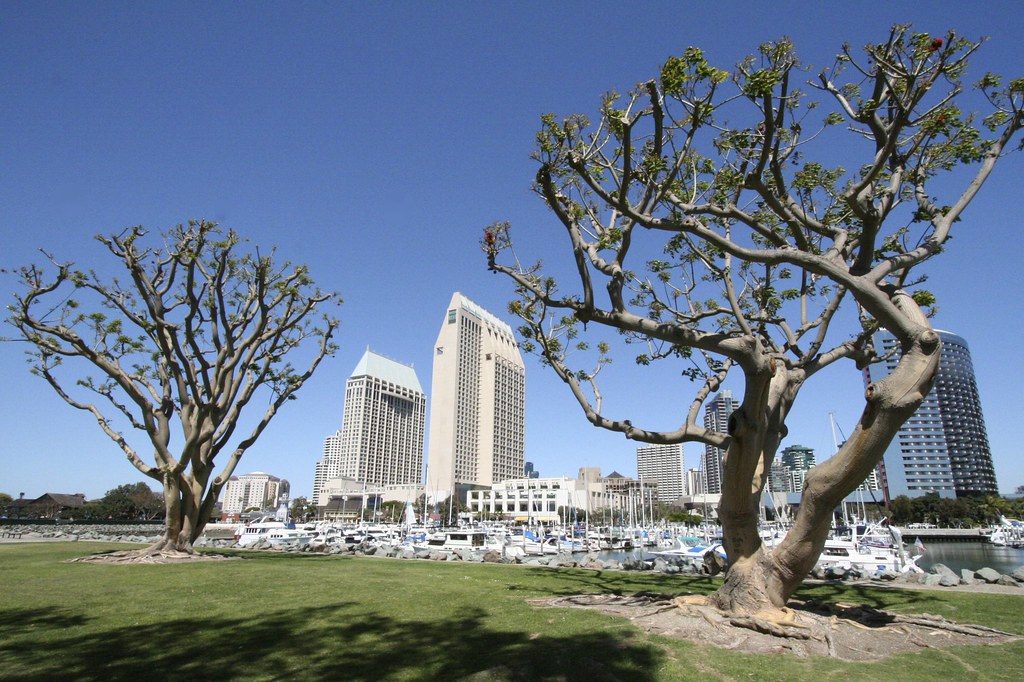 Two coral trees on a lawn framing the Manchester Grand Hyatt towers and a marina full of white boats