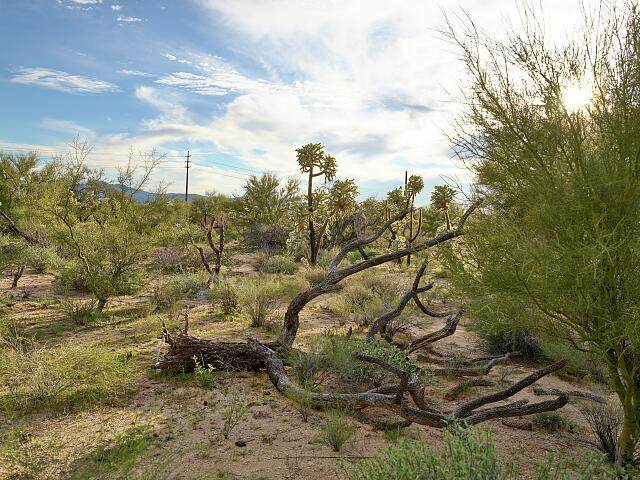 Sonoran Desert scrubland with mesquite trees and cactus north of Phoenix, Arizona