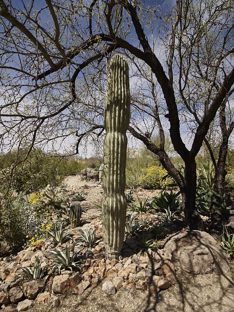 A tall saguaro cactus among desert plants at the Arizona-Sonora Desert Museum near Tucson, Arizona