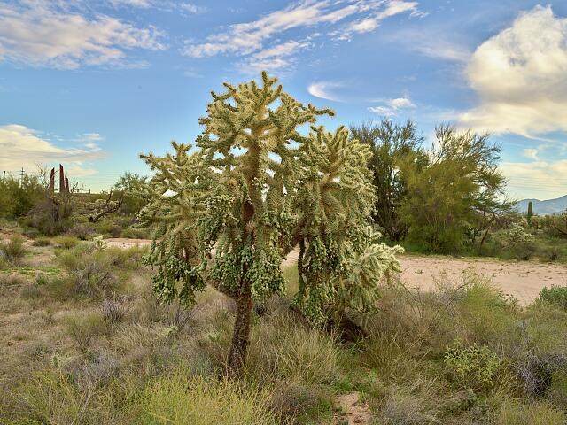 A cholla cactus in the Sonoran Desert near Tucson, Arizona, with mountains in the distance