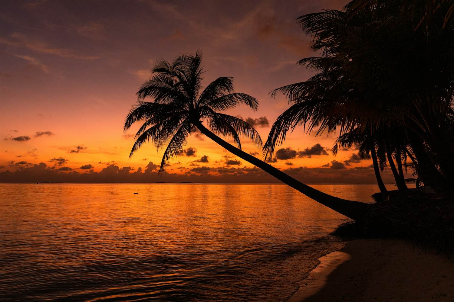 A palm tree on a beach against a sunset