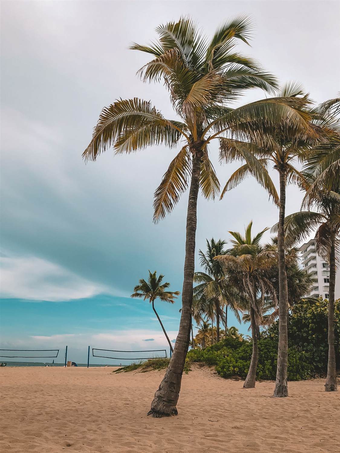 Palm trees on a South Florida beach with a volleyball net
