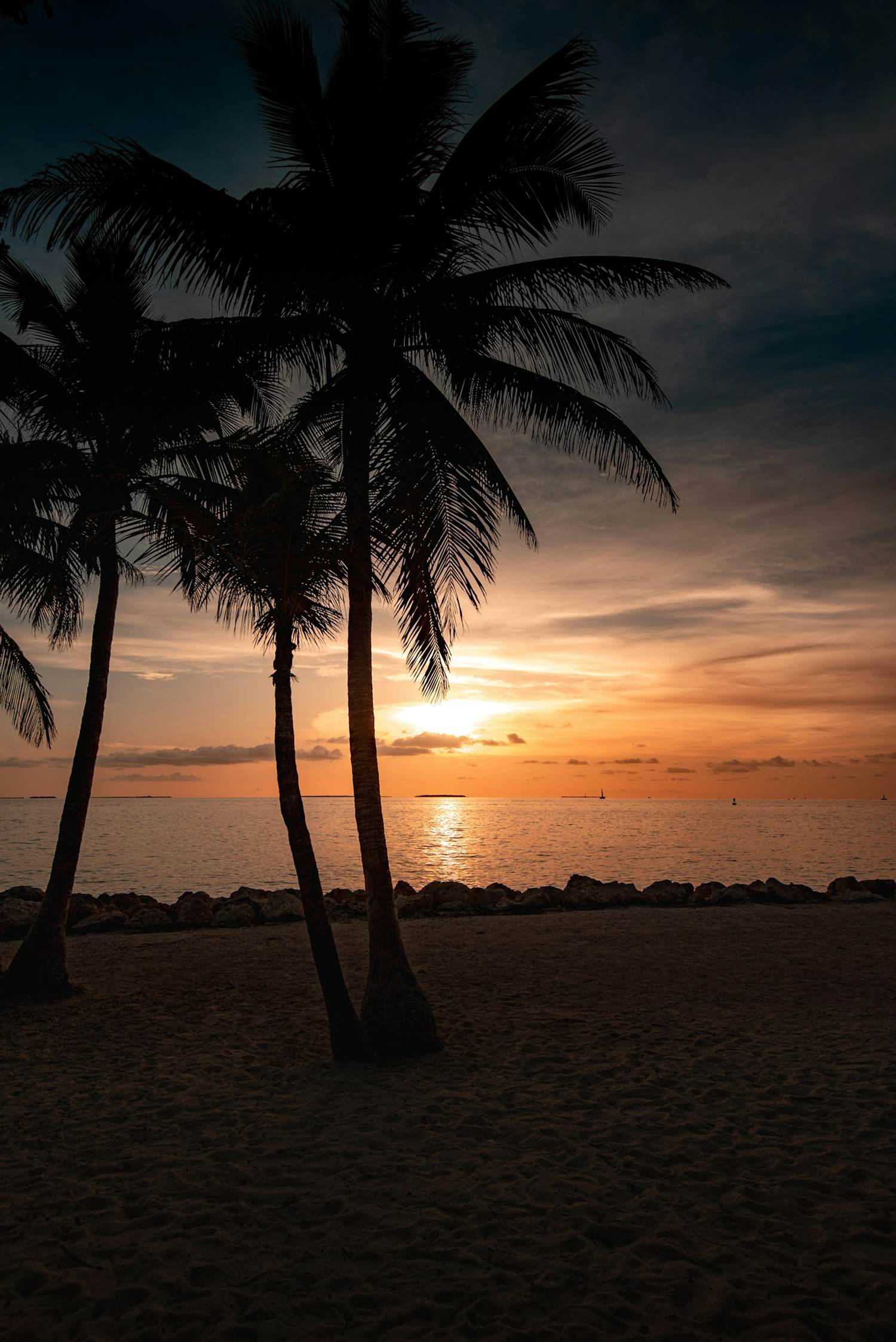 Palm trees on a beach