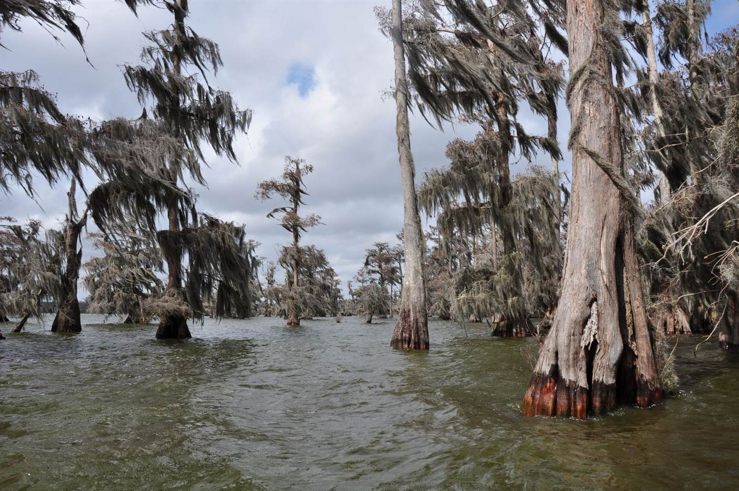 Bald cypress trees draped in Spanish moss standing in the water of a Louisiana swamp near Lafayette