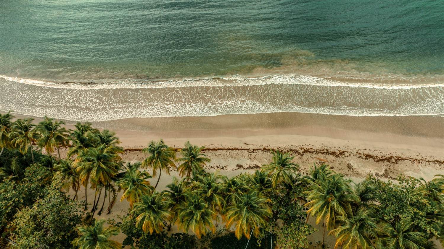 Palm trees over a tropical beach with gentle waves