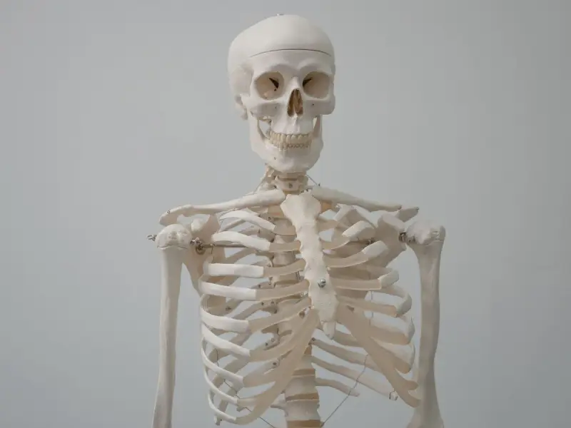 Anatomical skeleton model showing skull, ribs, shoulders and upper spine against a gray wall