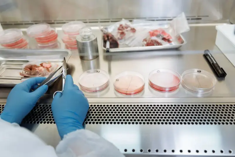 Gloved hands working with petri dishes and specimens in a sterile lab