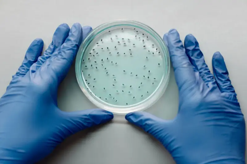Gloved scientist examining a culture in a petri dish