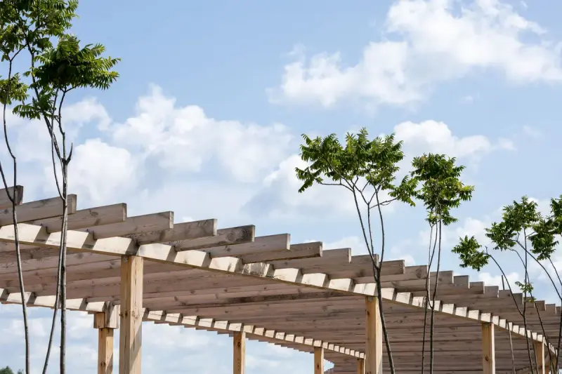 Wooden pergola beams stretching over a walkway lined with young trees under blue sky