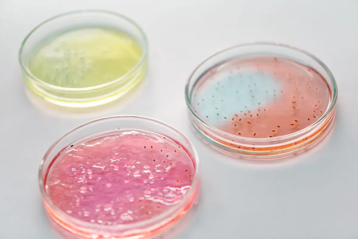 Rows of petri dishes holding colorful microbial cultures on a laboratory bench