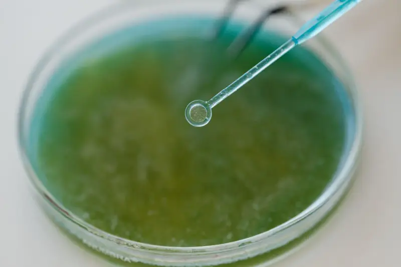 Close view of a laboratory tool touching a green sample in a petri dish