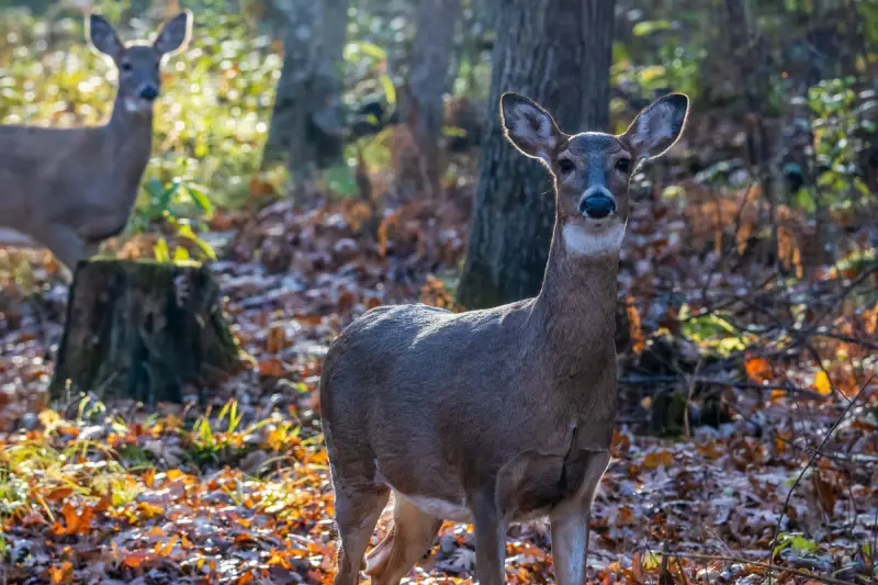Two whitetail deer standing alert among fallen leaves in an autumn forest
