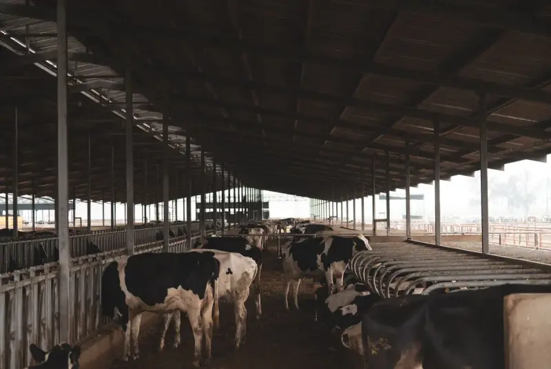 Holstein dairy cows standing in a long open-sided barn