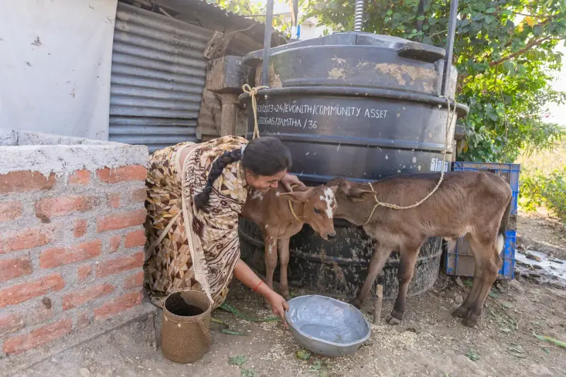 Woman feeding two calves beside a small household biogas digester in a village yard