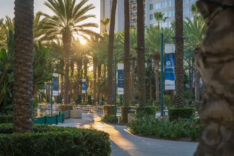 Palm trees and Grand Plaza banners along a sunlit walkway in Anaheim at sunset