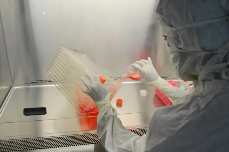 Gloved hands handling cell culture flasks and red media inside a culture hood