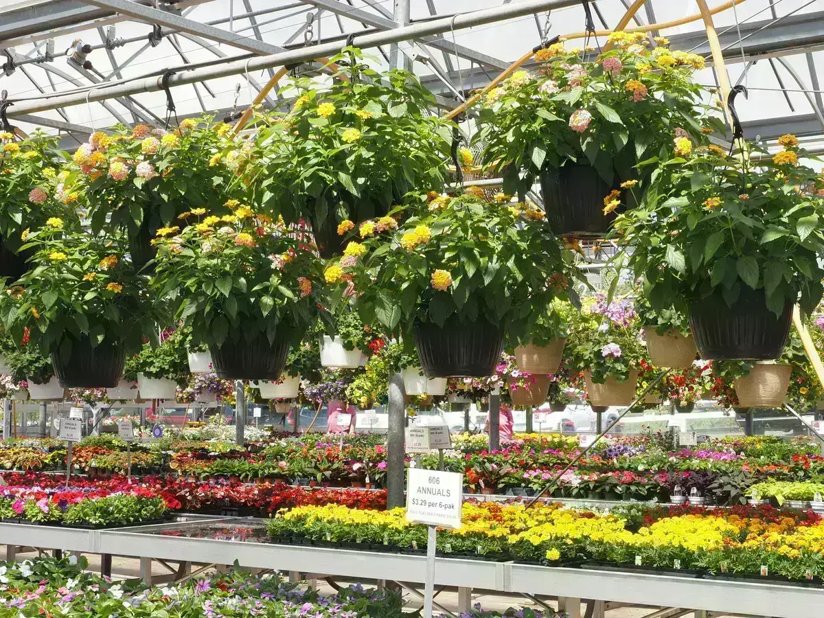Greenhouse filled with colorful flowering plants on benches and hanging baskets overhead