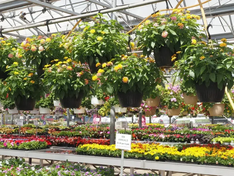 Greenhouse filled with colorful flowering plants on benches and hanging baskets overhead