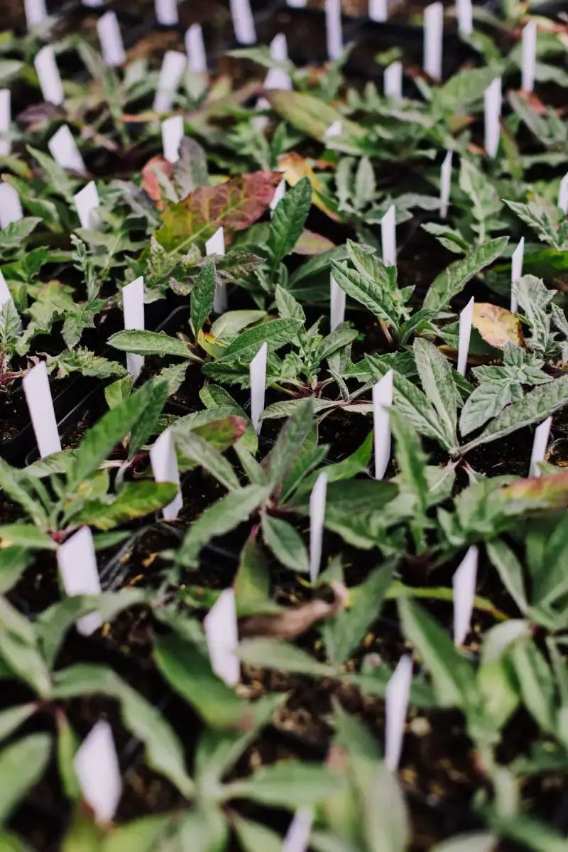 Rows of young tomato plants growing in nursery trays inside a greenhouse