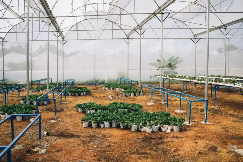 Spacious greenhouse with long rows of green potted plants