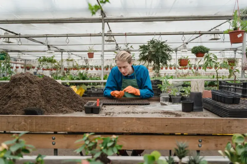 Horticulturist planting seedlings into a tray in a greenhouse