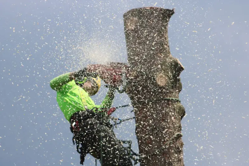 Roped-in arborist cutting a tree trunk with a chainsaw as sawdust flies