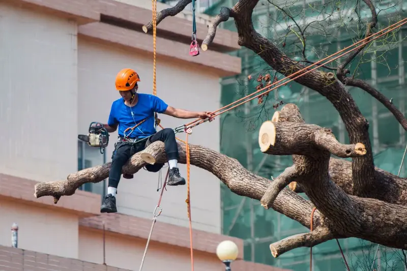 Tree surgeon in a helmet and harness pruning a branch with a chainsaw