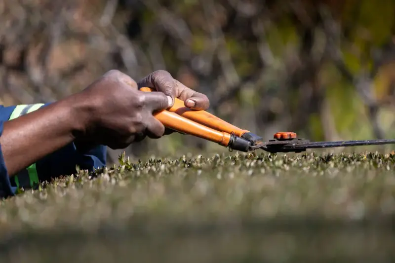 Hands guiding orange-handled shears across the flat top of a clipped hedge
