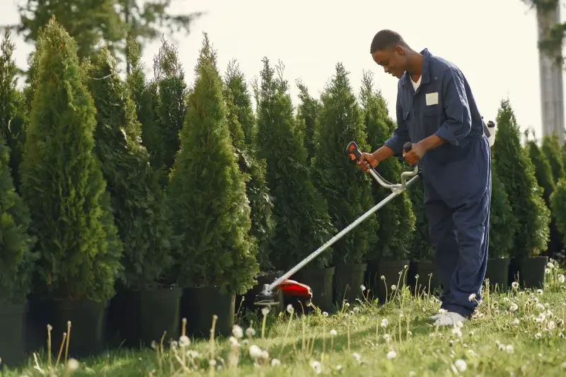 Landscaper in blue coveralls running a string trimmer along a row of potted conifers