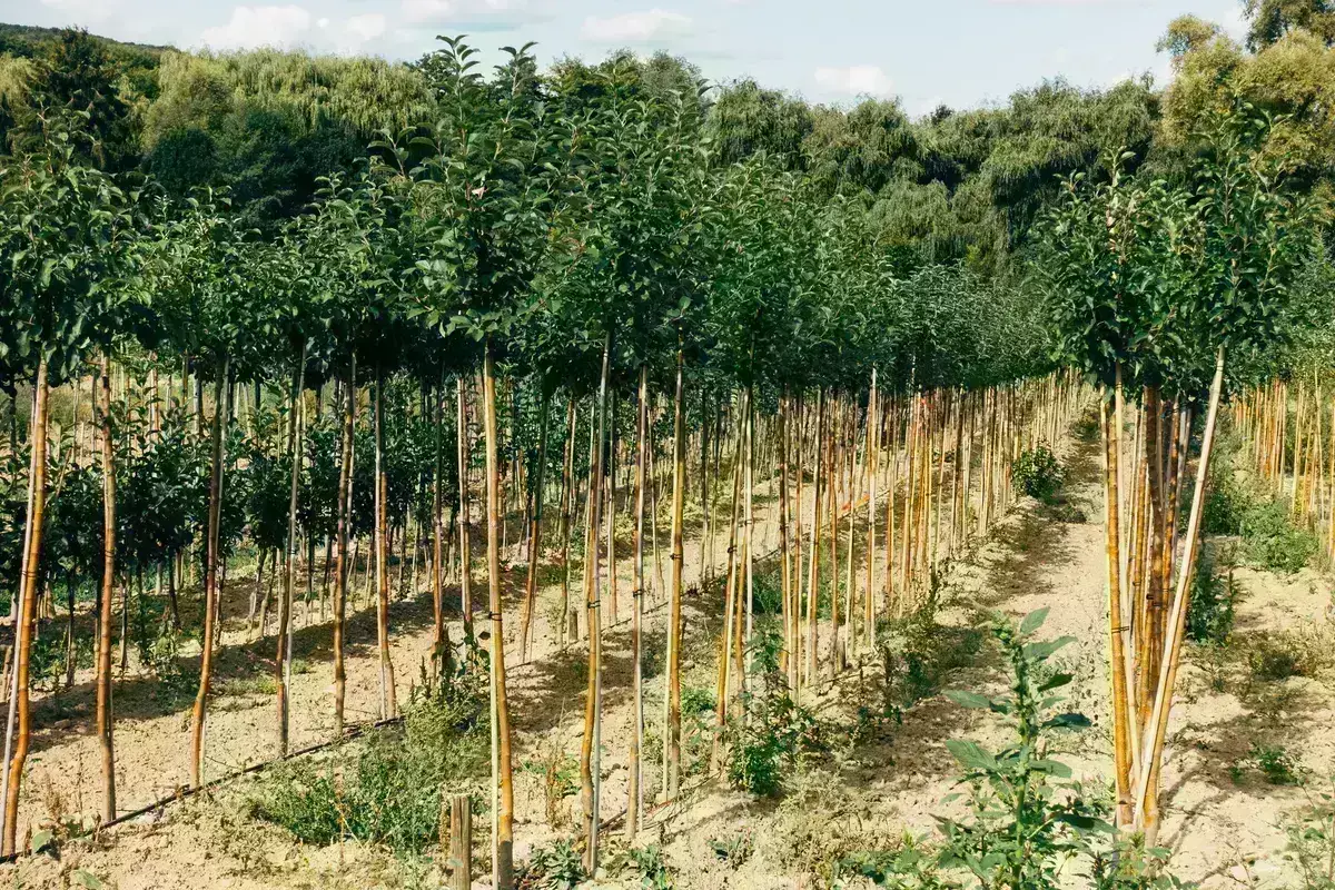 Young trees planted in long orderly rows on a farm under a sunny sky