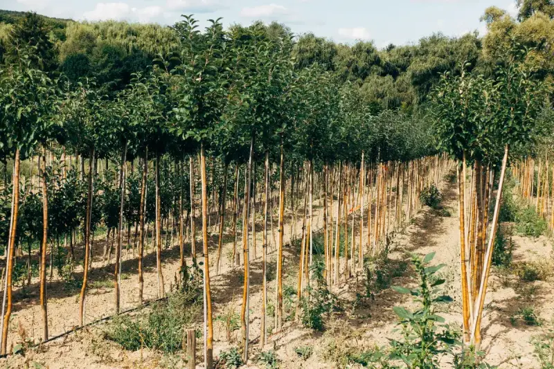 Young trees planted in long orderly rows on a farm under a sunny sky