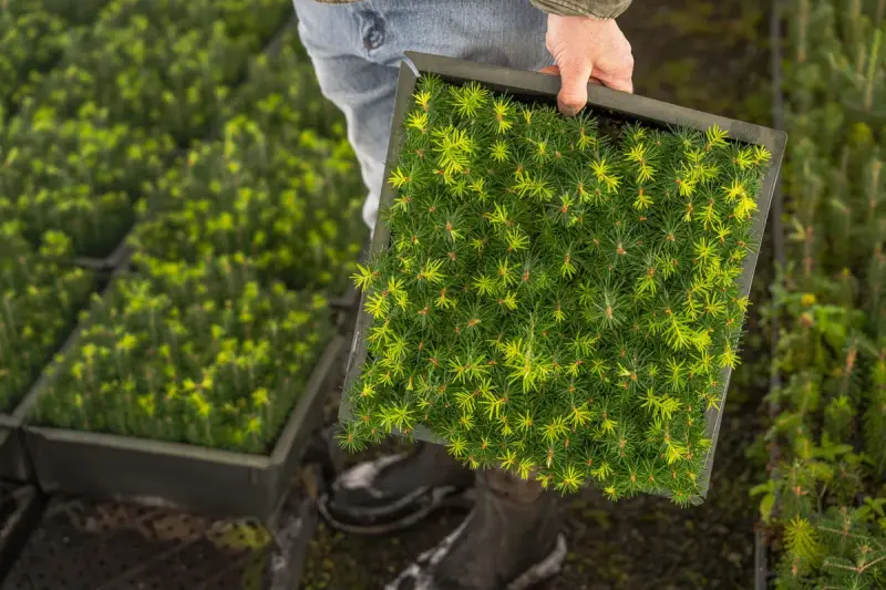 Hands holding a tray filled with young pine seedlings in a nursery