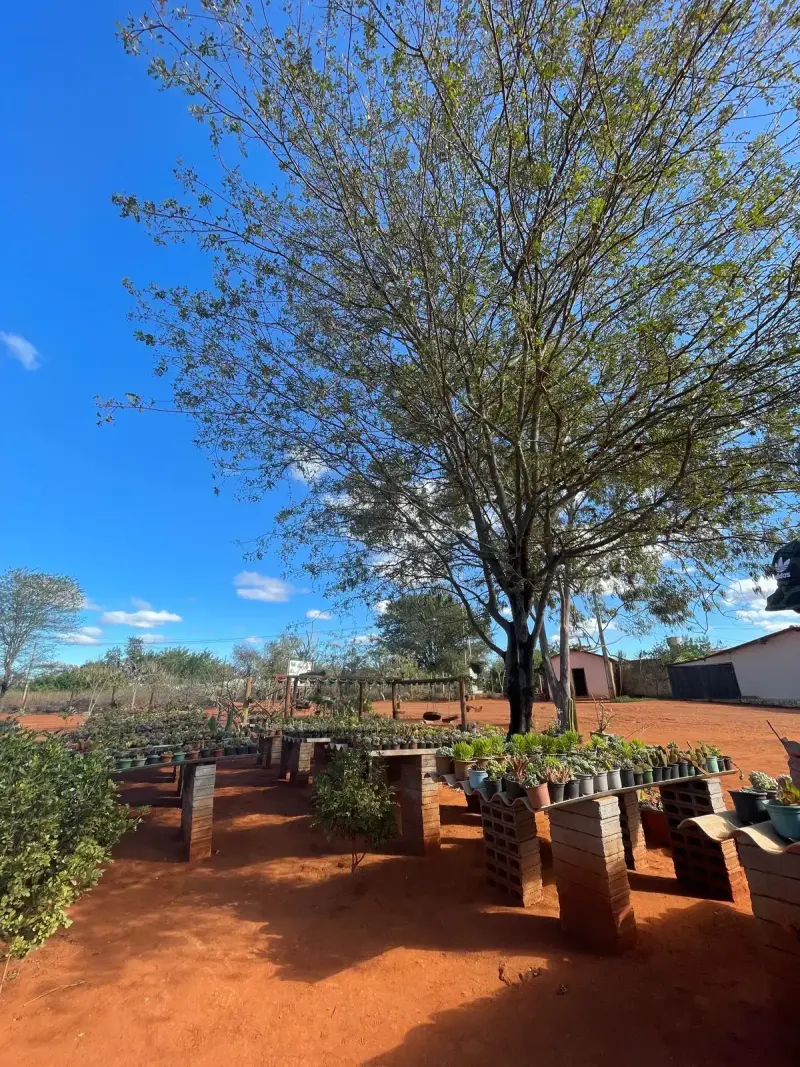Outdoor garden nursery with potted shrubs and trees under a clear blue sky