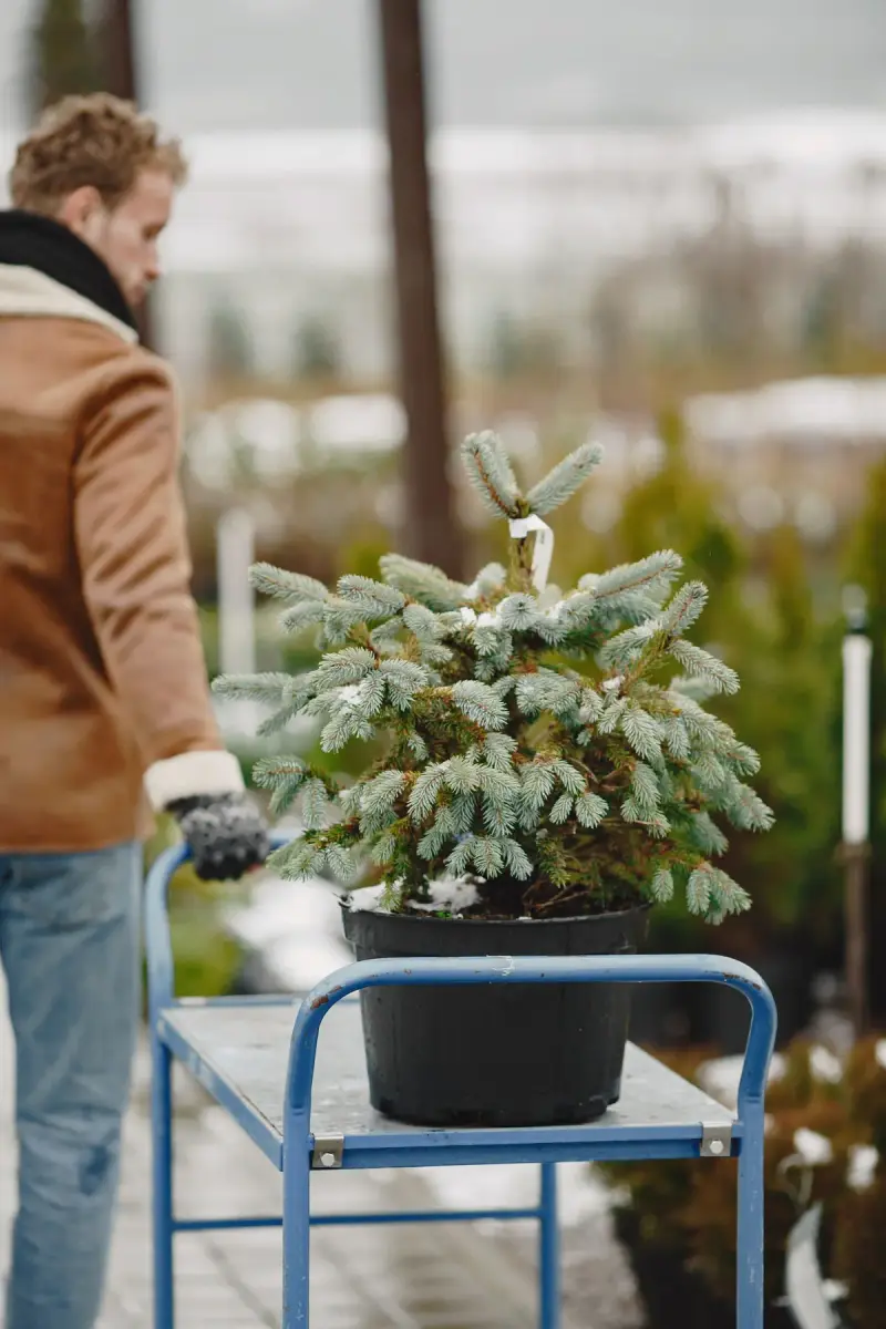 Man moving a potted evergreen tree on a cart outdoors in winter