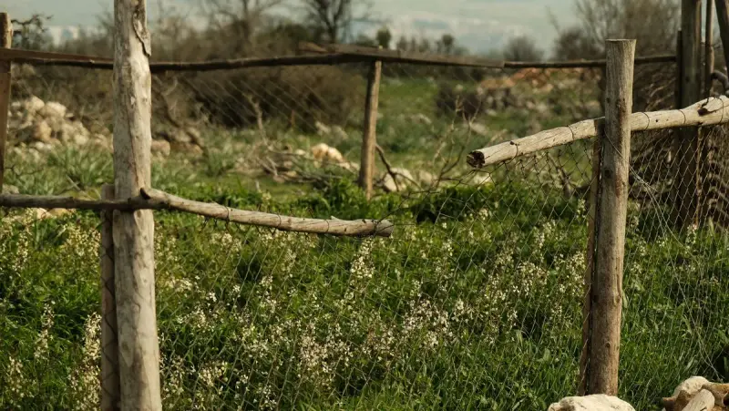 Rustic wooden post-and-rail fence with wire mesh across a green spring field