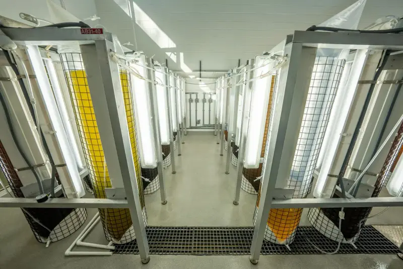 Rows of lit tubular photobioreactors in a bright industrial laboratory