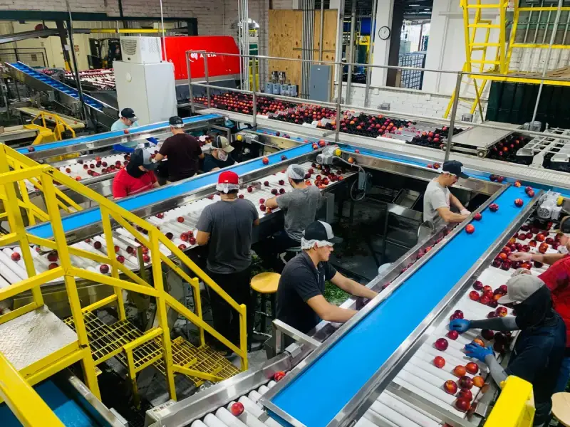 Workers sorting red apples on blue conveyor belts inside a fruit packing house