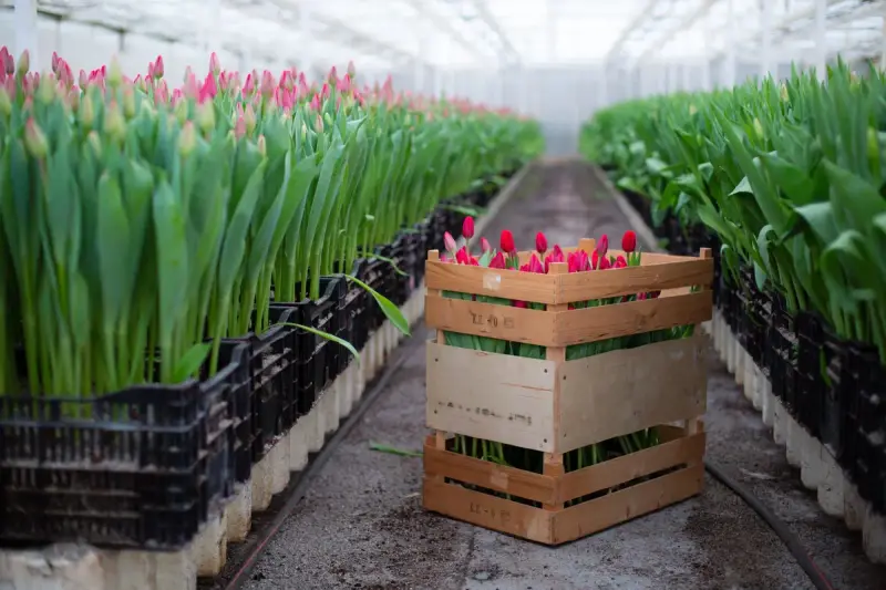 Wooden crate of cut red tulips standing between rows of tulips in a greenhouse