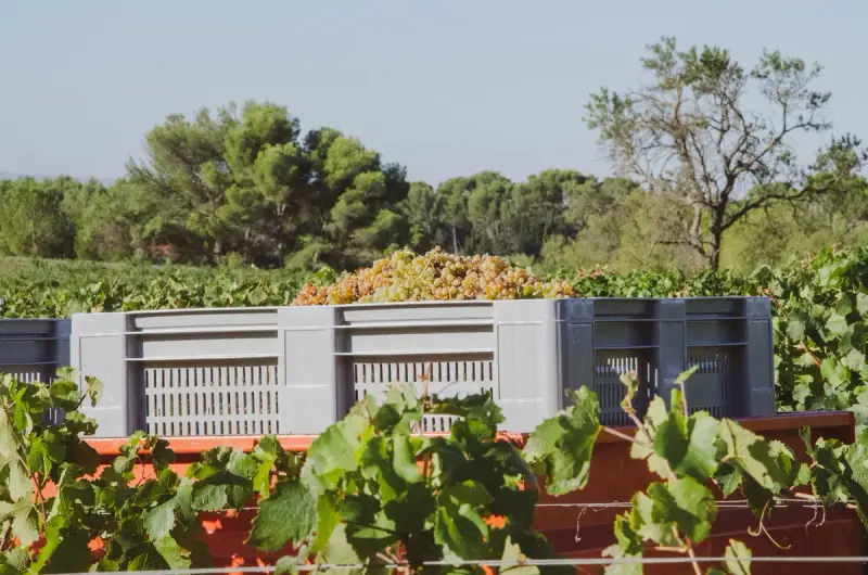 Gray plastic harvest bins filled with green grapes at the edge of a sunny vineyard